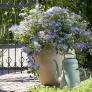 Gartenhortensie French Bolero, blau, im ca. 13 cm-Topf | #1