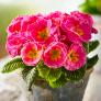 Rose Primrose Girl's Delight Pink Shades®,  im ca. 11 cm-Topf | #1