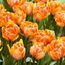 Orange Pracht Tulpe, im ca. 13 cm-Topf | #1