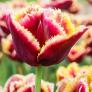 Tulpe Mercure | #1