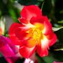 Beetrose Rosy Boom® Colour Change, im ca. 23 cm-Topf | #1