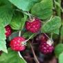Himbeere Lucky Berry® Raspberry, im ca. 22 cm-Topf | #1