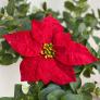 Kunstpflanze Poinsettia, rot | #1
