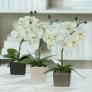 Kunstpflanze Orchideen im Keramiktopf, 3er-Set | #1
