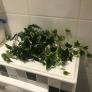 Kunstpflanze Efeuhänger, 45 cm, weiß-grün | #1