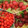 Sortiment Köstliche Erdbeersorten, im ca. 9 cm-Topf | #1