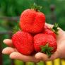 Erdbeere Sweet Mary®, im ca. 10 cm-Topf | #1