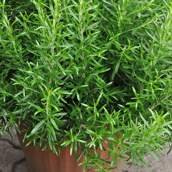 Gourmet-Rosmarinpflanze Abraxas, im ca. 12 cm-Topf
| #2