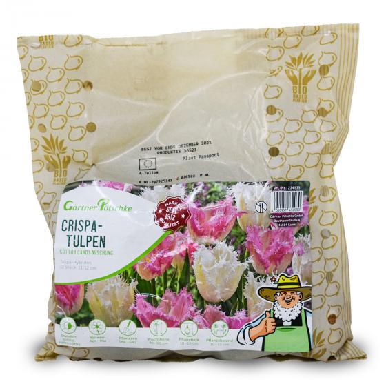 Tulpen-Mischung  Cotton Candy
| #2