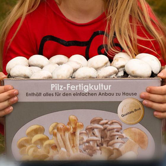 Pilzkultur-Set Weißer Champignon
| #2