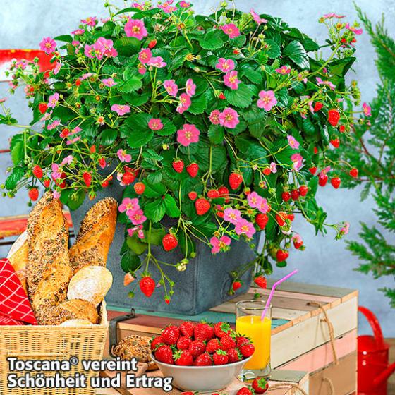 Kussmund-Erdbeere Toscana®, im ca. 9 cm-Topf
| #2