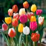 Tulpen-Mischung Farbenparade | #2