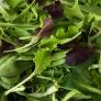Saatplatten-Set Salatvielfalt, Hochbeet - und Balkonsalate | #2