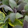 Kräuterpflanze Vital Salbei Evita, im ca. 12 cm-Topf | #2
