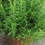 Gourmet-Rosmarinpflanze Abraxas, im ca. 12 cm-Topf | #2
