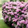 Rhododendron Dufthecke INKARHO®, lila, im ca. 23 cm-Topf | #2