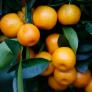 Calamondin-Orangen-Stamm, im ca. 18 cm-Topf | #2