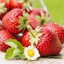 Erdbeer-Ampel, im ca. 27 cm-Ampeltopf | #2