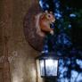 Solarlampe neugieriges Eichhörnchen, 11,5x12,5x19,5 cm, Polyresin | #2