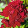 Dunkelrote Hänge-Geranie Royal Dark Red, im ca. 12 cm-Topf | #2