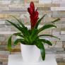 Rote Vriesea, im ca. 12 cm-Topf | #2