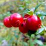 Cranberry, im ca. 13 cm-Topf | #2