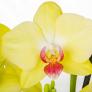 Gelbe Schmetterlings-Orchidee, im ca. 12 cm-Topf | #2