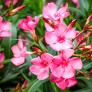 Großer Solitär-Oleander, rosa, im ca. 60 cm-Topf | #2