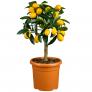 Zimmerpflanze Citrus Calamondin Stamm | #2