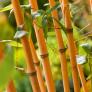 Bambus Aureocaulis, im ca. 28 cm-Topf | #2