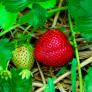 Erdbeere Herzle, Pflanzware 2x6er Tray, im ca. 7 cm Topfballen | #2