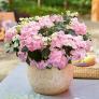 Gartenhortensie French Bolero, rosa, im ca. 13 cm-Topf | #2
