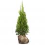 Großgebinde Lebensbaum Smaragd 80 - 100 cm, 100 Pflanzen | #2