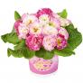 Rose Primrose Girl's Delight Pink Shades®,  im ca. 11 cm-Topf | #2