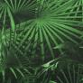 Sitzkissen Tarent, 47x47 cm, grüne Palme | #2