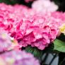 Hortensie Diva fiore®, rosa, im ca. 22 cm-Topf | #2