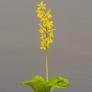 Freilandorchidee Duftorchidee, gelb, im ca. 12 cm-Topf | #2