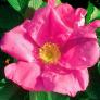 Sylter Rose, im ca. 17 cm-Topf | #2