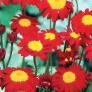 Garten-Margerite Robinsons Red, im ca. 9 cm-Topf | #2