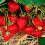 Erdbeere Jubilee, im ca. 9 cm-Topf | #2
