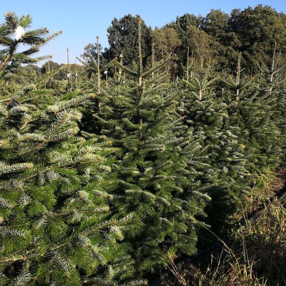 Weihnachtsbaum Nordmanntanne 100-125 cm, frisch geschlagen
| #3