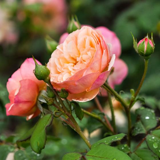 Essbare Culinaric Rose, orange-rosé, im ca. 22 cm-Topf
| #3