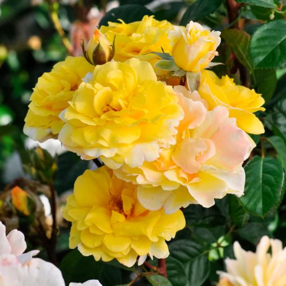 Essbare Culinaric Rose, gold-gelb, im ca. 22 cm-Topf
| #3