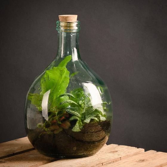 DIY Terrariumflasche Komplettset, 5 Liter
| #3