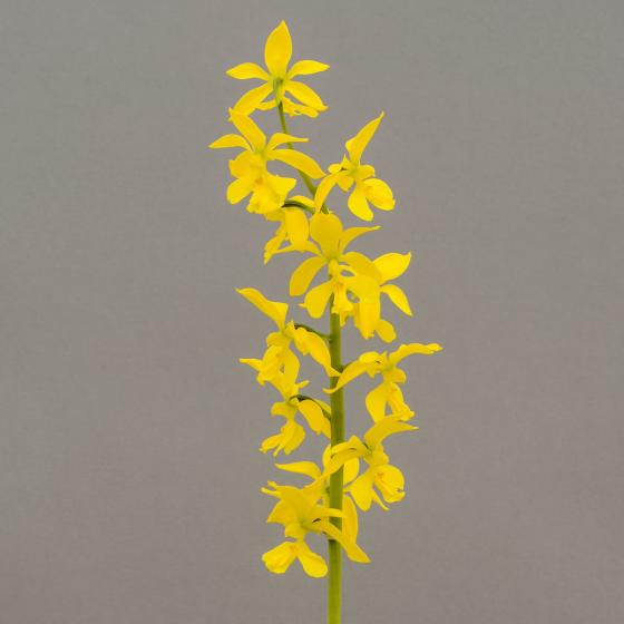Freilandorchidee Duftorchidee, gelb, im ca. 12 cm-Topf
| #3