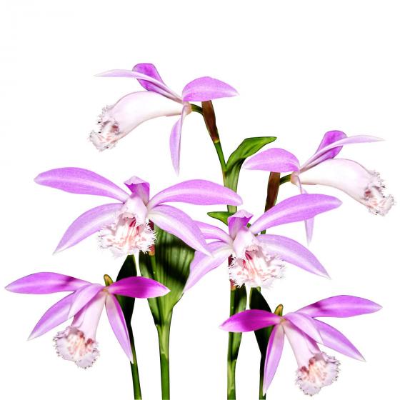 Taiwan-Orchidee
| #3