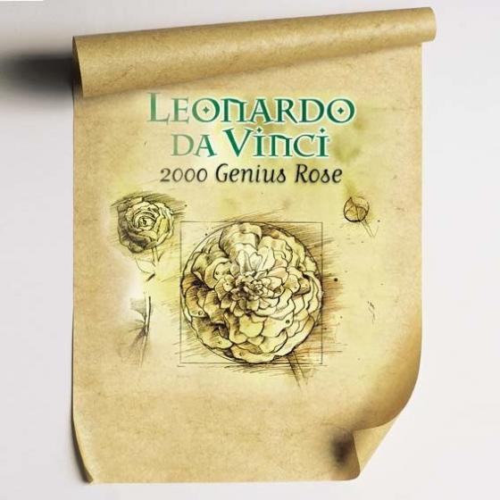 Beetrose Leonardo da Vinci®, rosa, wurzelverpackt
| #3