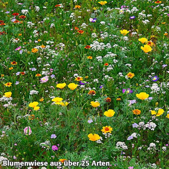 Blumen-Seedbombs Schmetterlingswiese
| #3