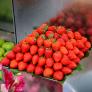 Sortiment Köstliche Erdbeersorten, im ca. 9 cm-Topf | #3