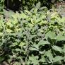 Kräuterpflanze Vital Salbei Evita, im ca. 12 cm-Topf | #3